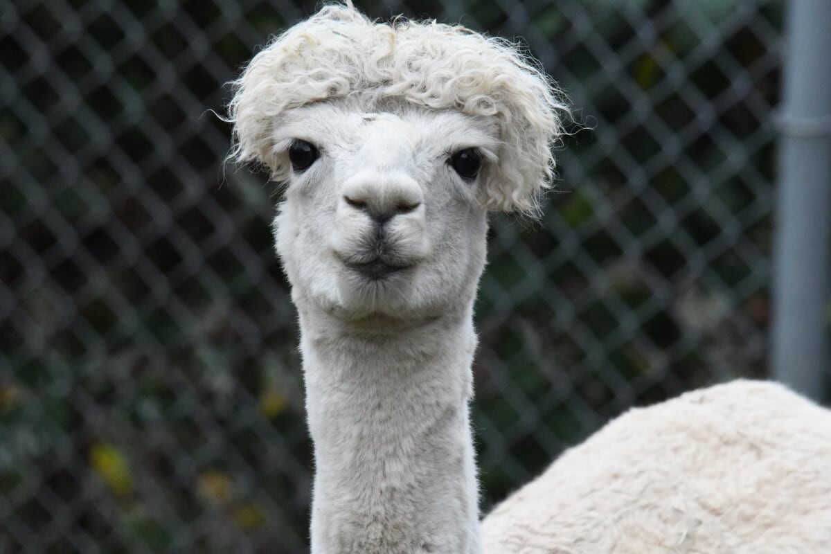 Alpaca Cougar Mountain Zoo
