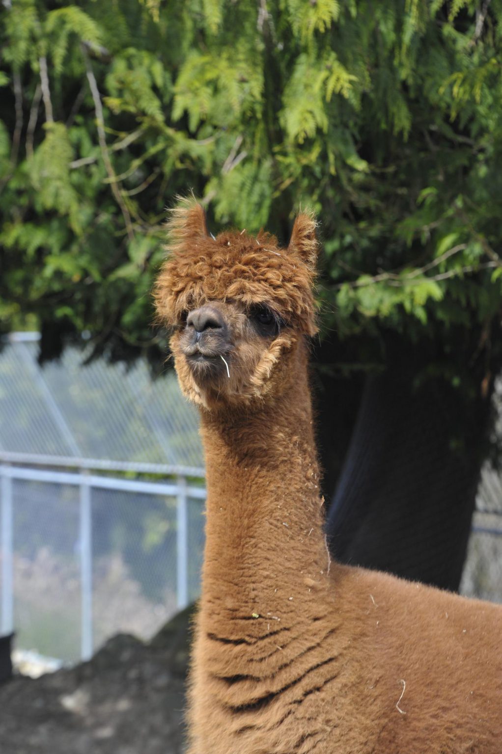 Alpaca - Cougar Mountain Zoo