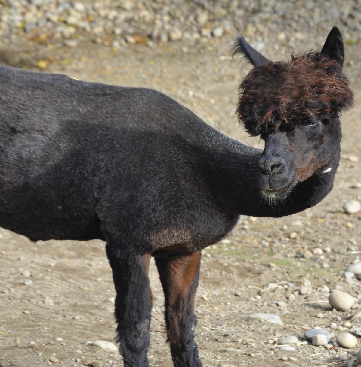 llamas with afros