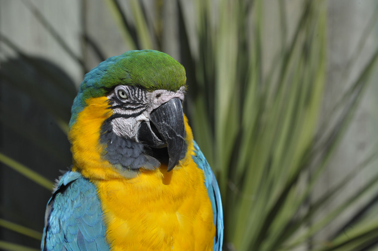 A blue and gold macaw sitting up straight with droopy eyes looking towards the camera