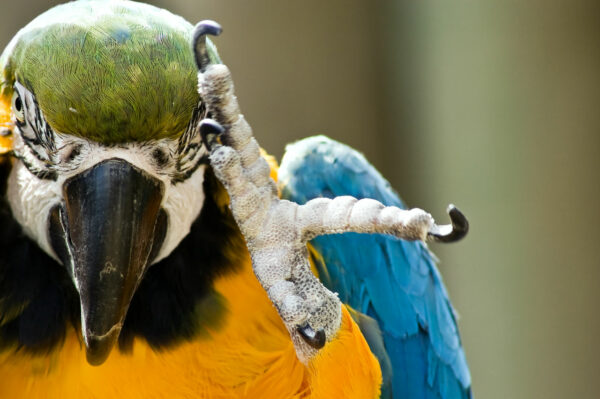 A blue and gold macaw raising its foot while it looks into the camera