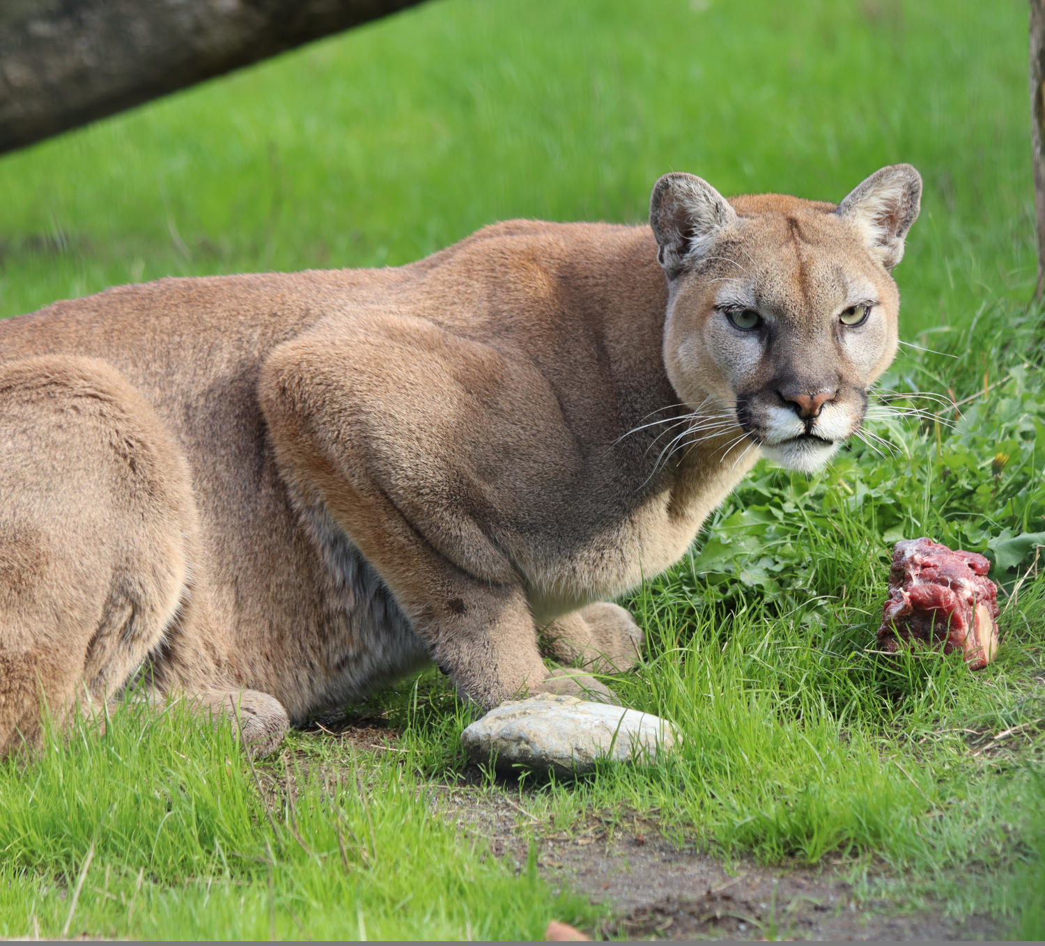 cougar crouching contemplating food