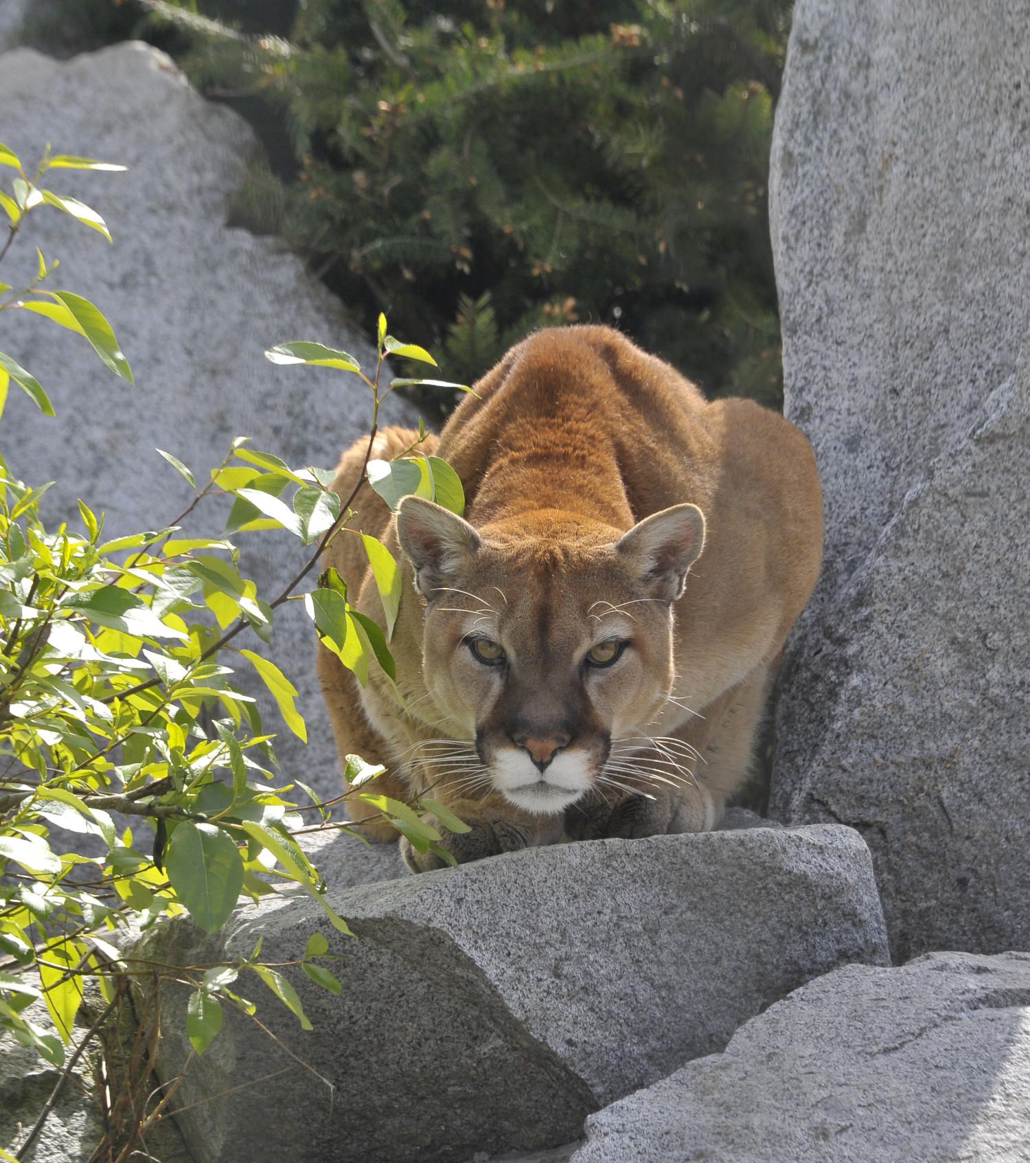 cougar looking down from some rocks