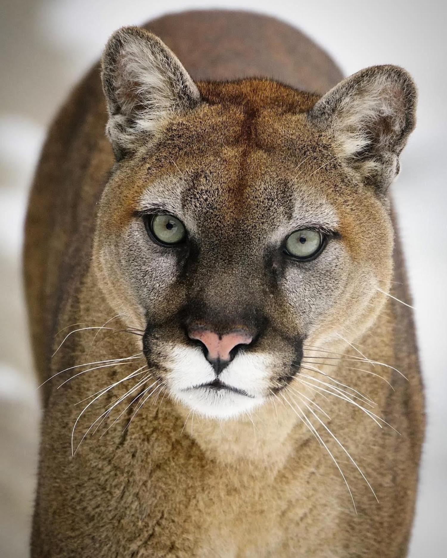 cougar looking into the camera