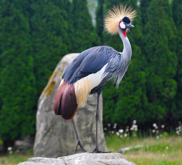 East African Crowned Crane Cougar Mountain Zoo