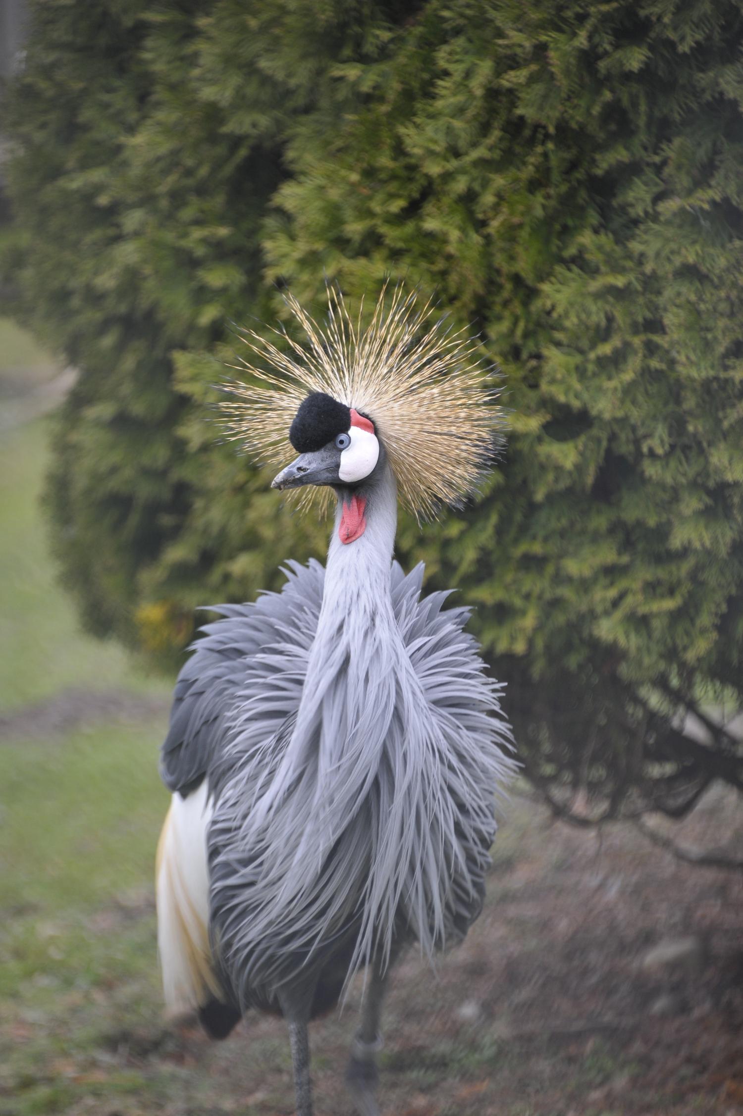 Grey Crowned Crane • Fun Facts and Information For Kids