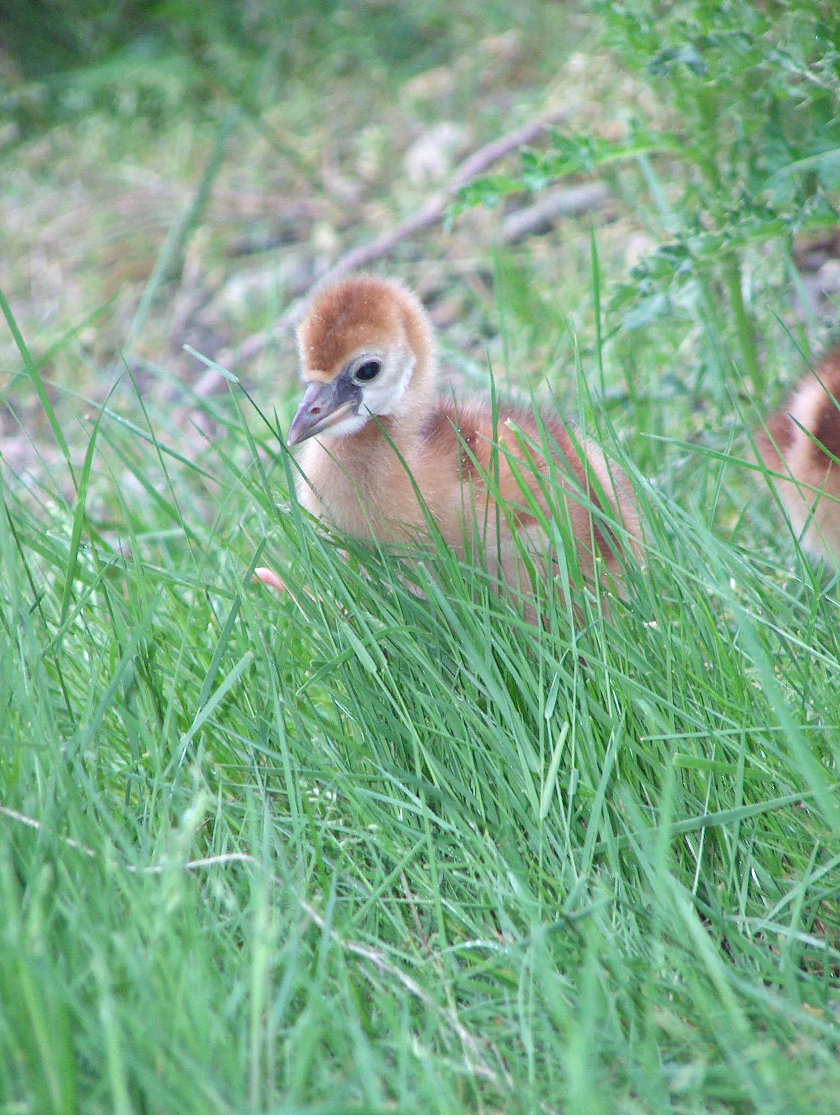 chicks in grass