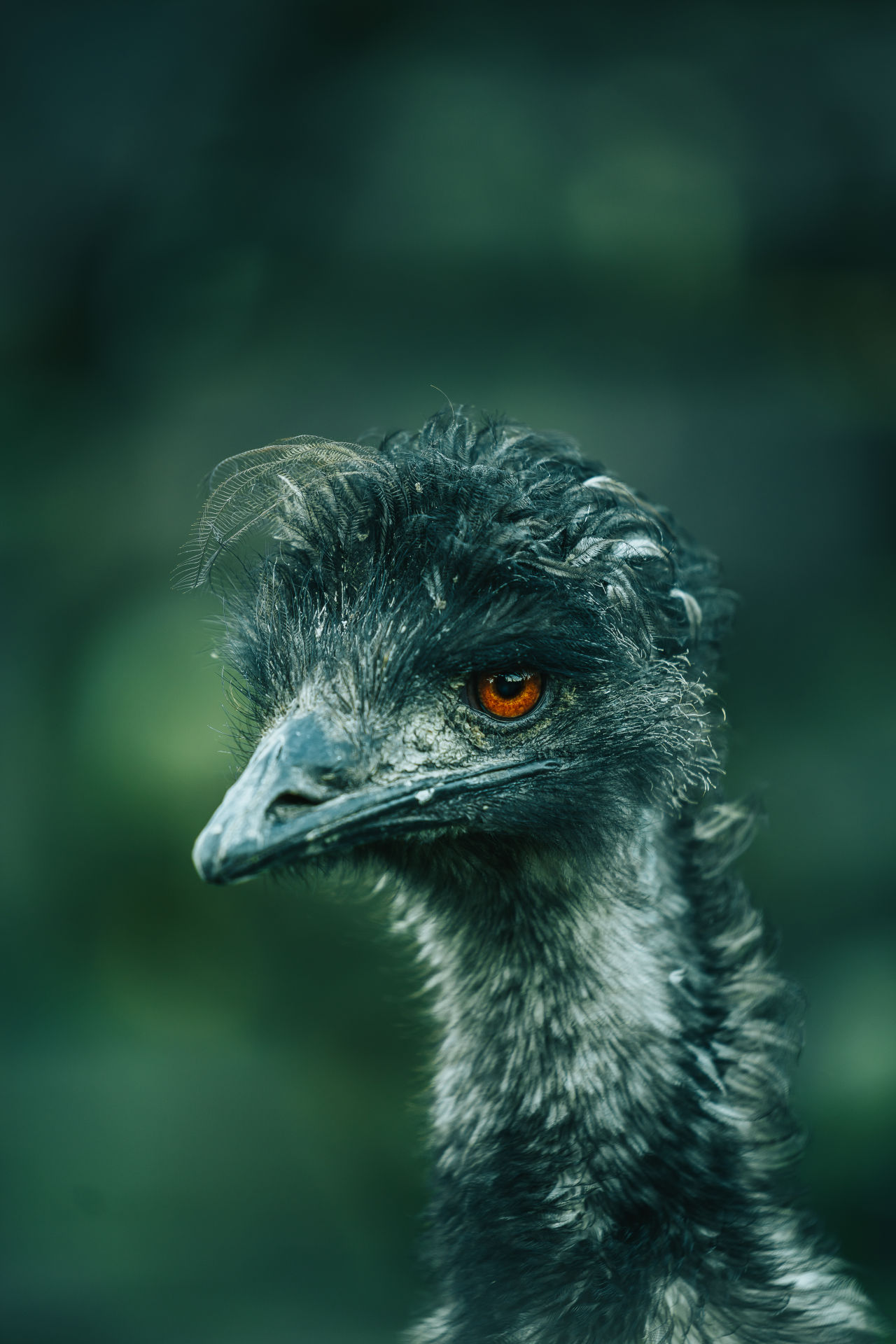 emu on a dark background, beak facing left