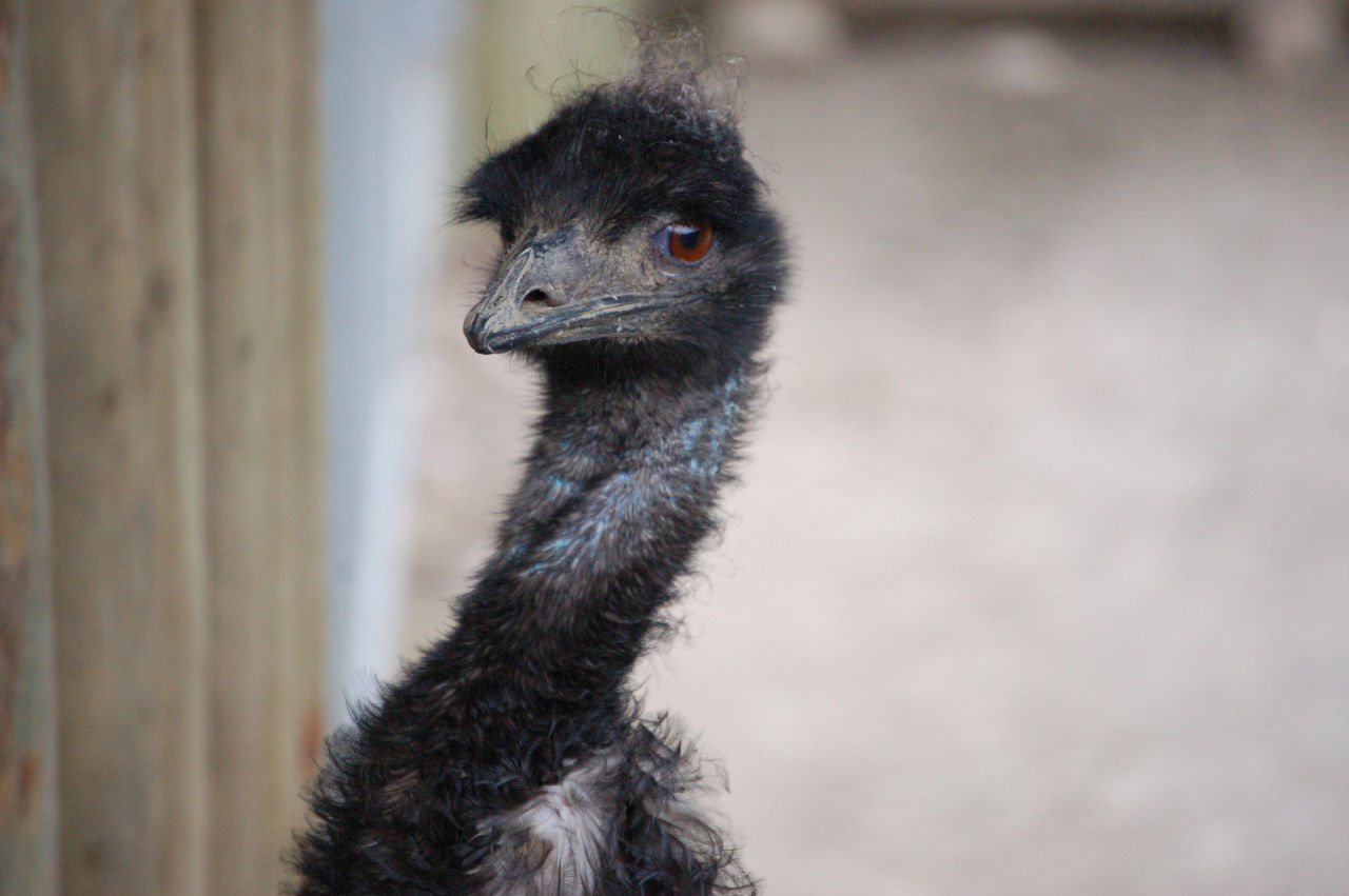 emu looking at the camera, beak facing left