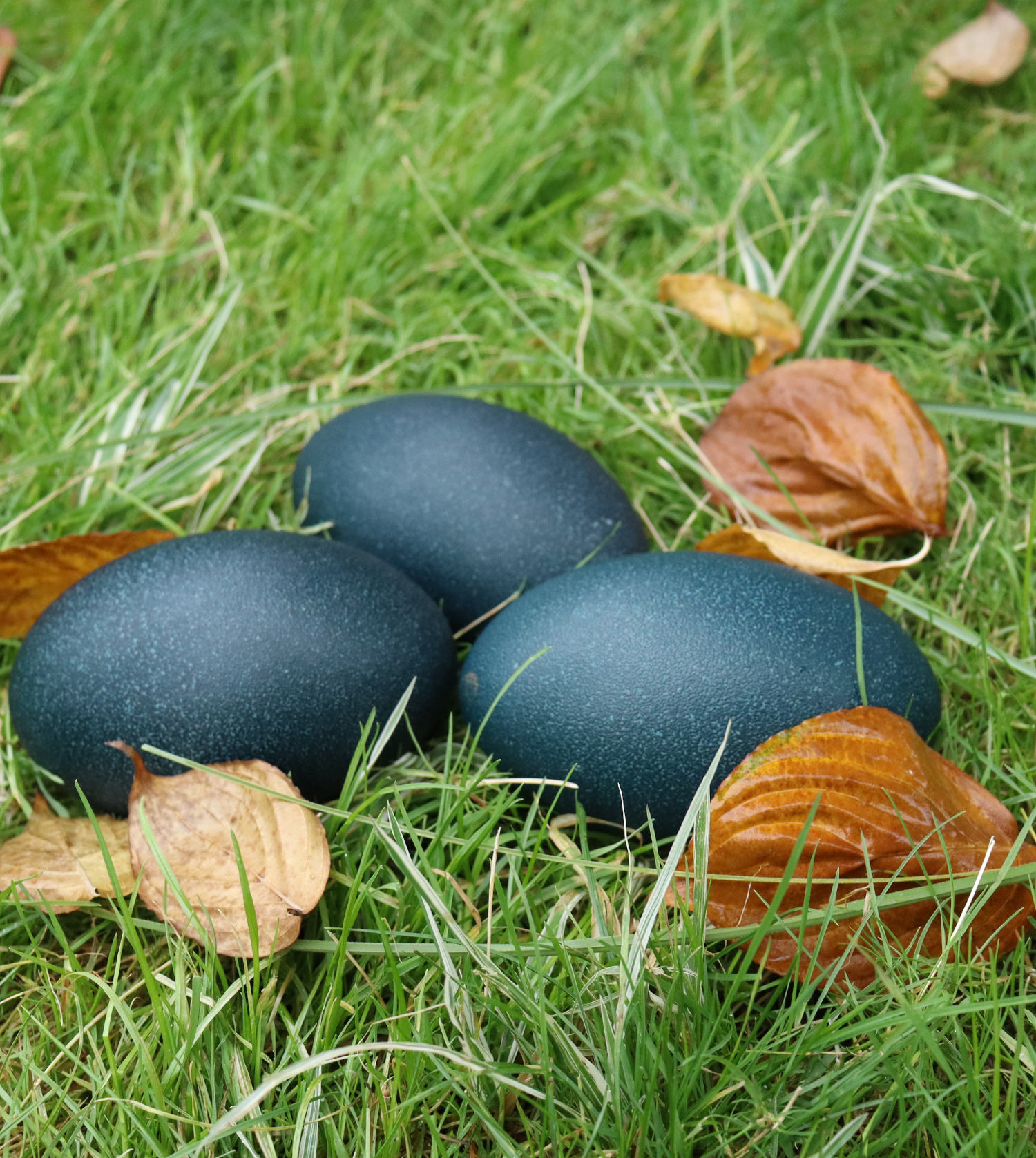 blue emus eggs