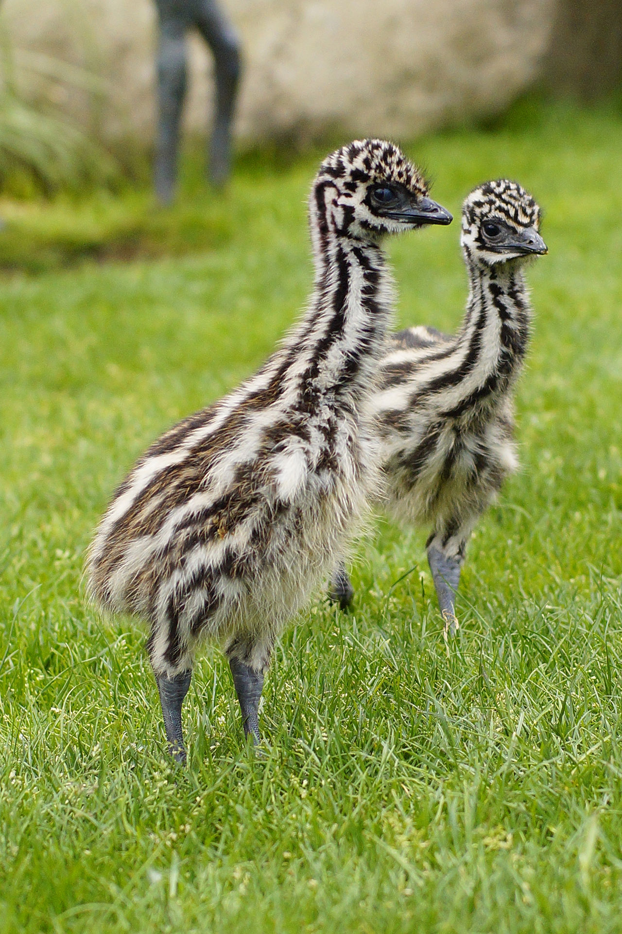 Two emu chicks standing in low green grass