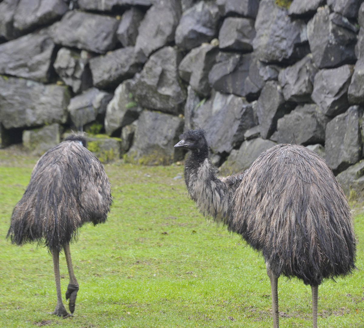 two emus in front of stone wall on grass