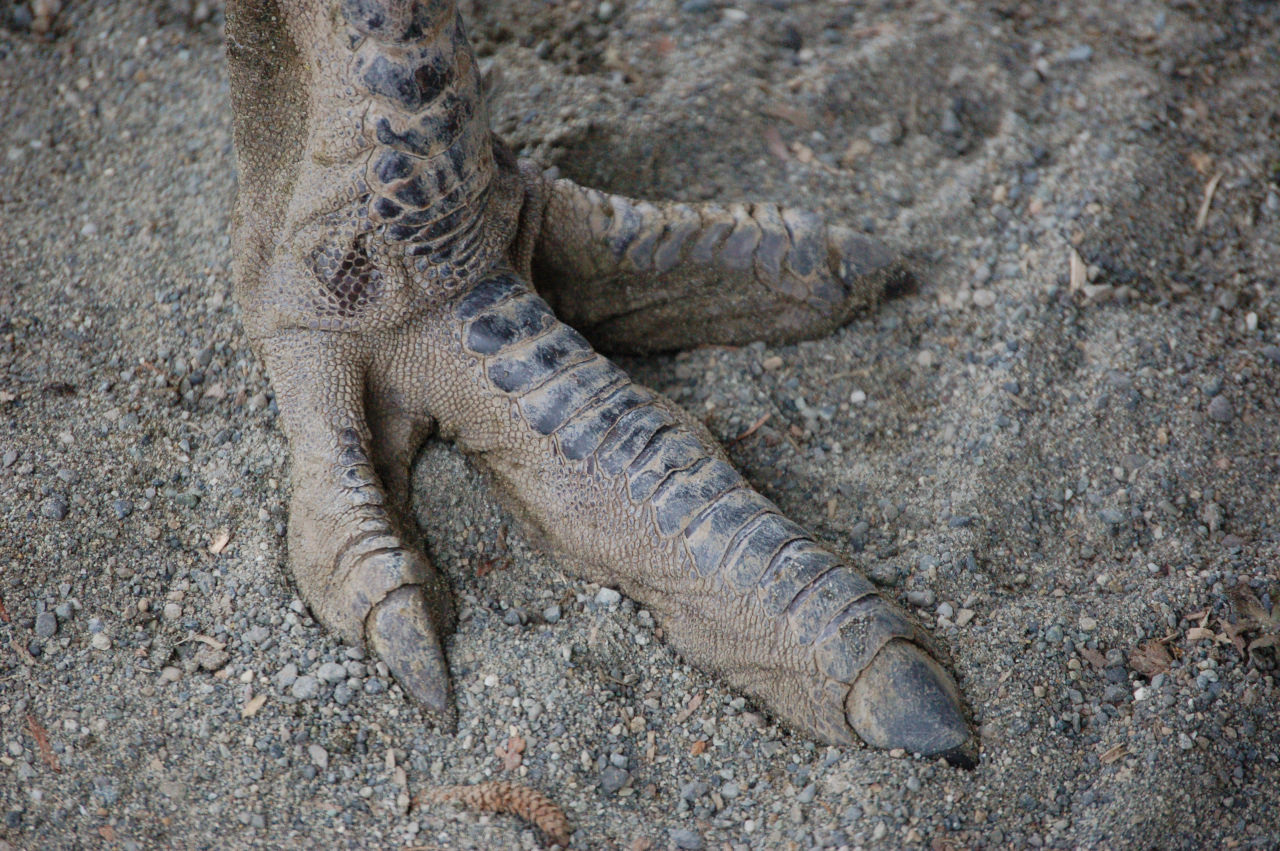 Emu's scaly three-toed foot in sand
