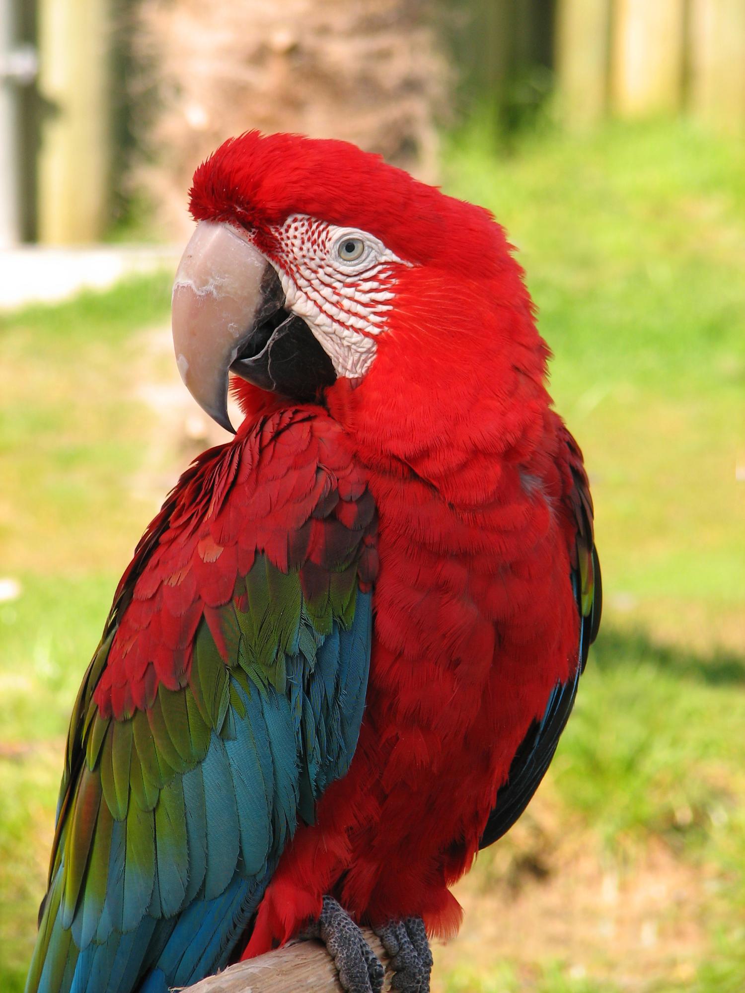 Dårlig faktor behagelig Tilmeld Green Winged Macaw - Cougar Mountain Zoo