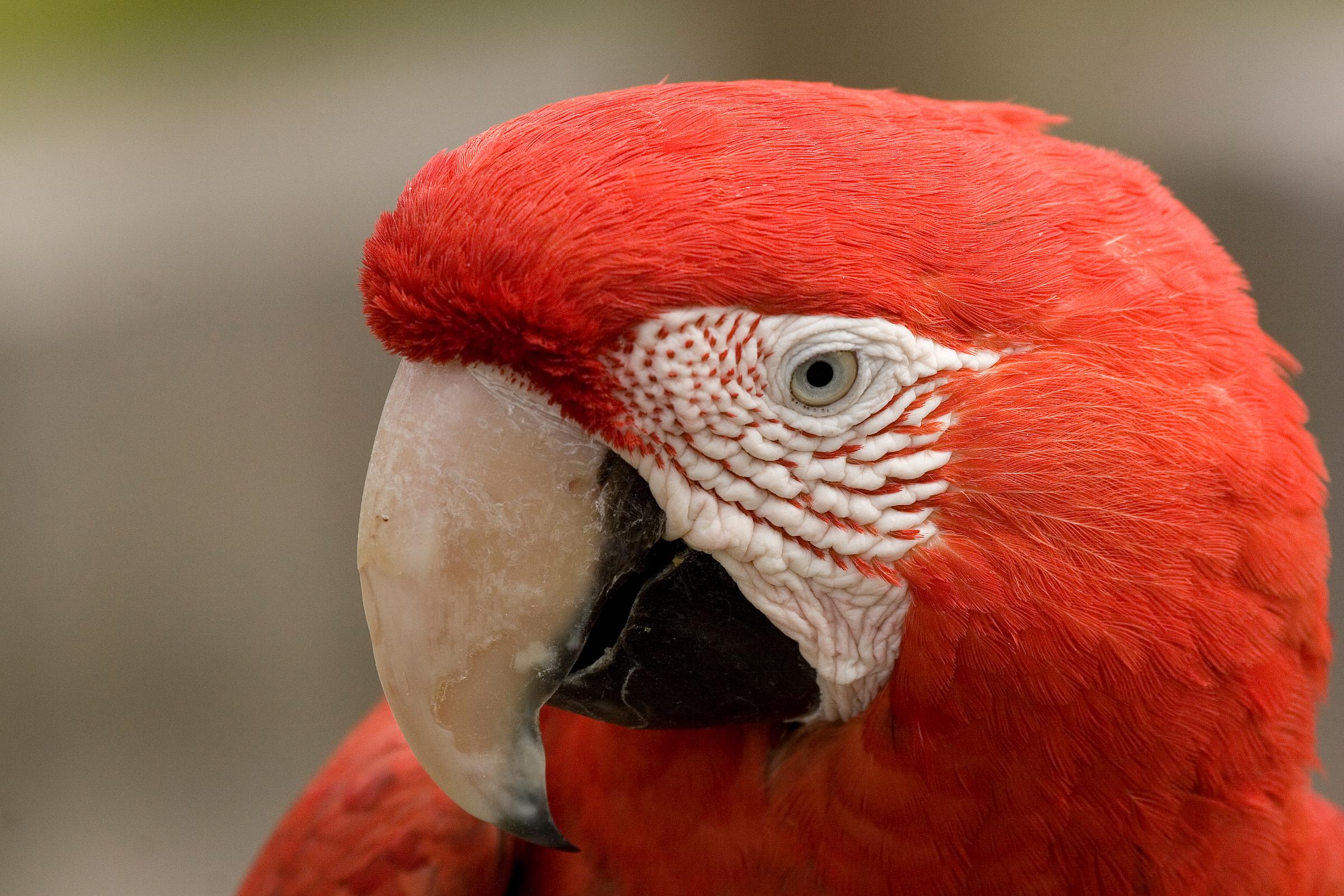 Green Winged Macaw - Cougar Mountain Zoo