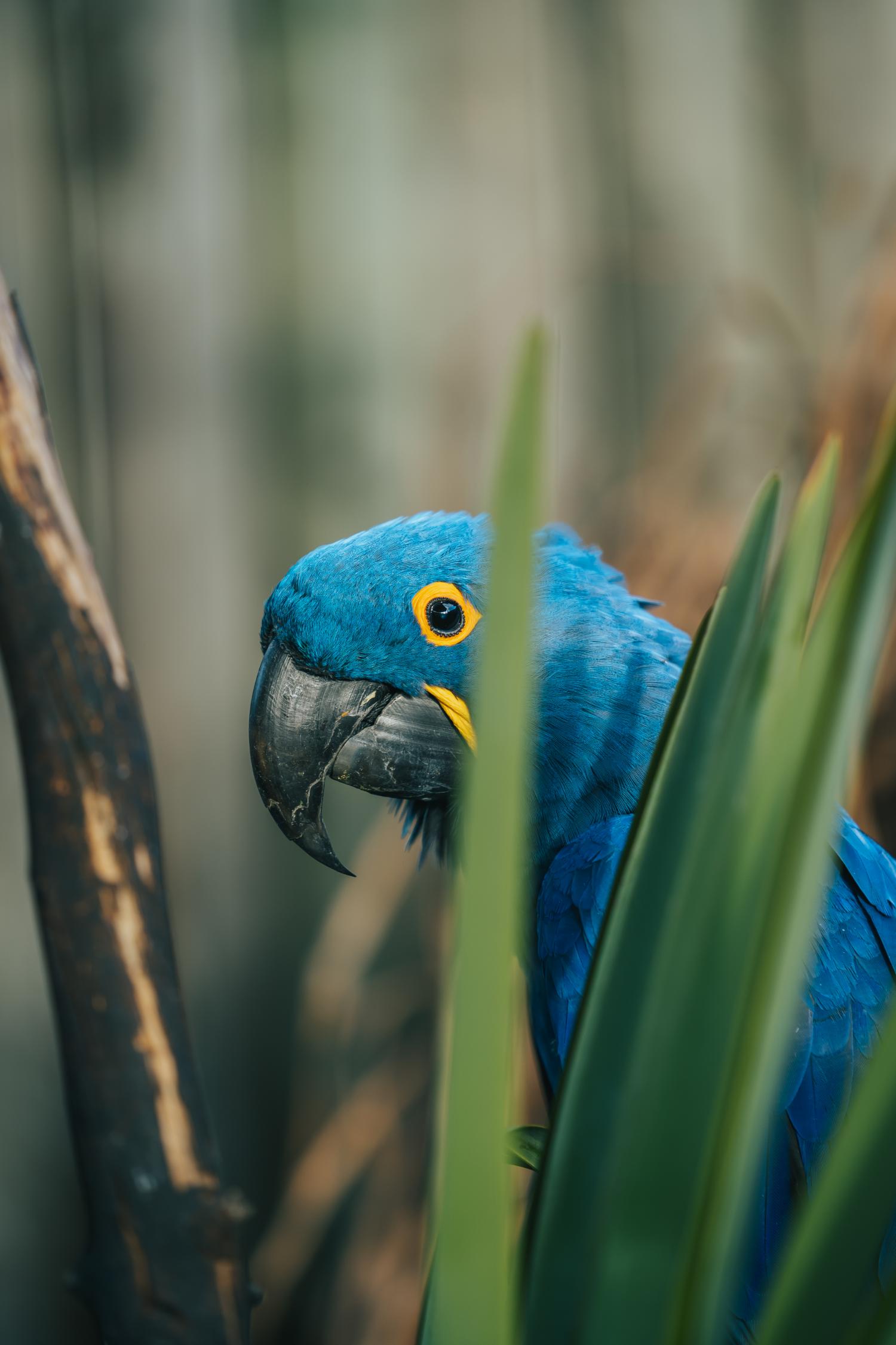 Blue parrot HD wallpaper | Parrot wallpaper, Parrot, Bird wallpaper