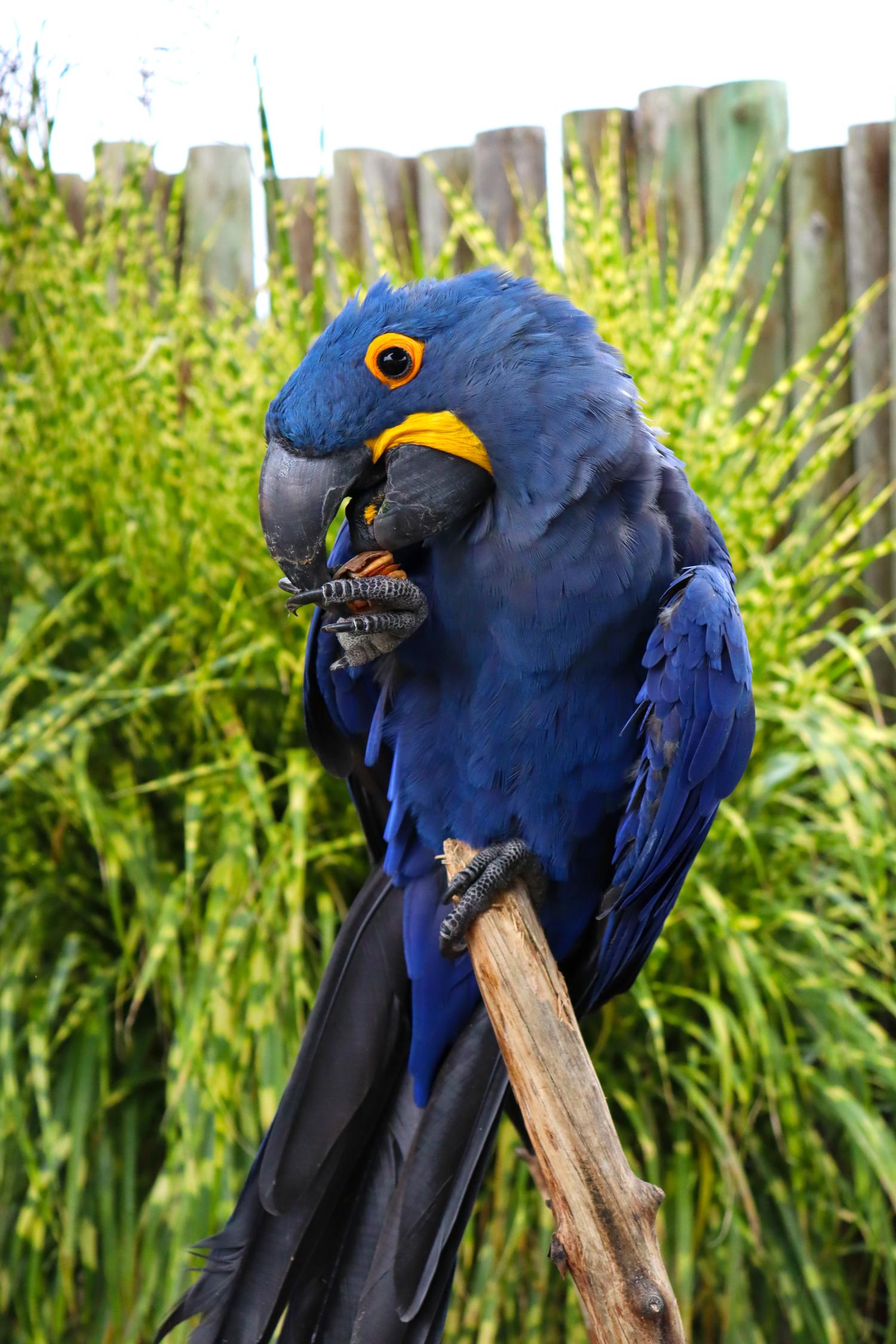 Premium Photo | Adorable pose of vivid blue hyacinth macaw with blurry  green forest in background