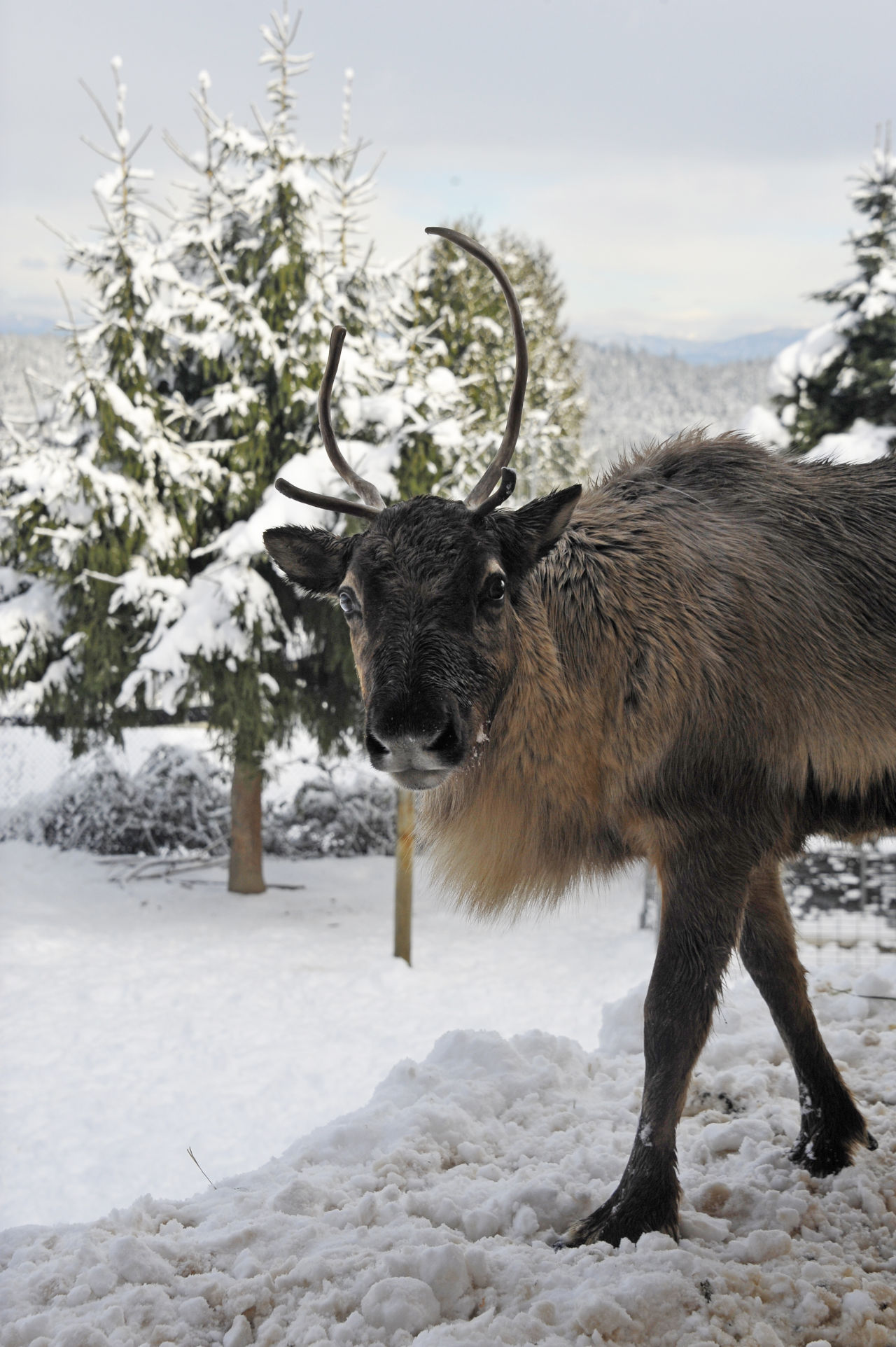 A furry male reindeer with antlers standing in the snow and looking to the right into the camera