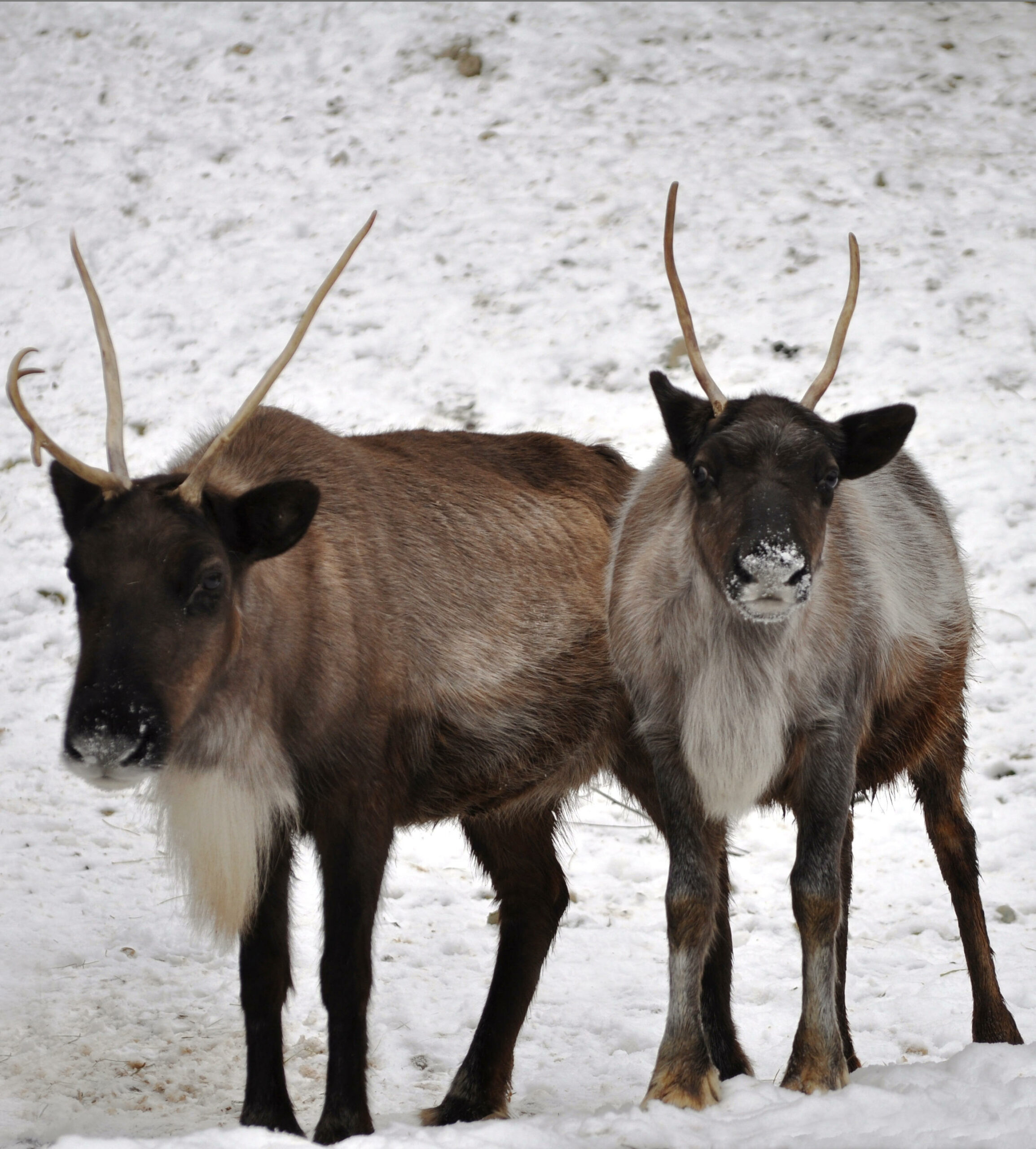 two reindeer standing together in snow