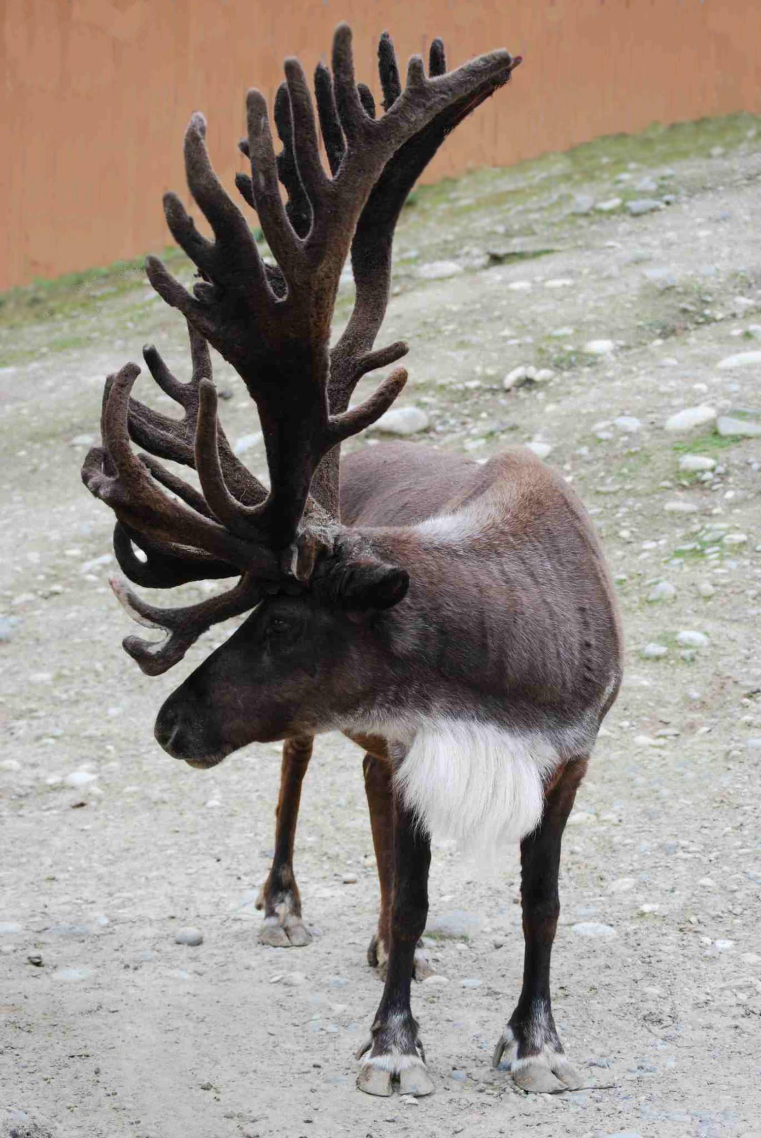 reindeer bull with gigantic rack of antlers