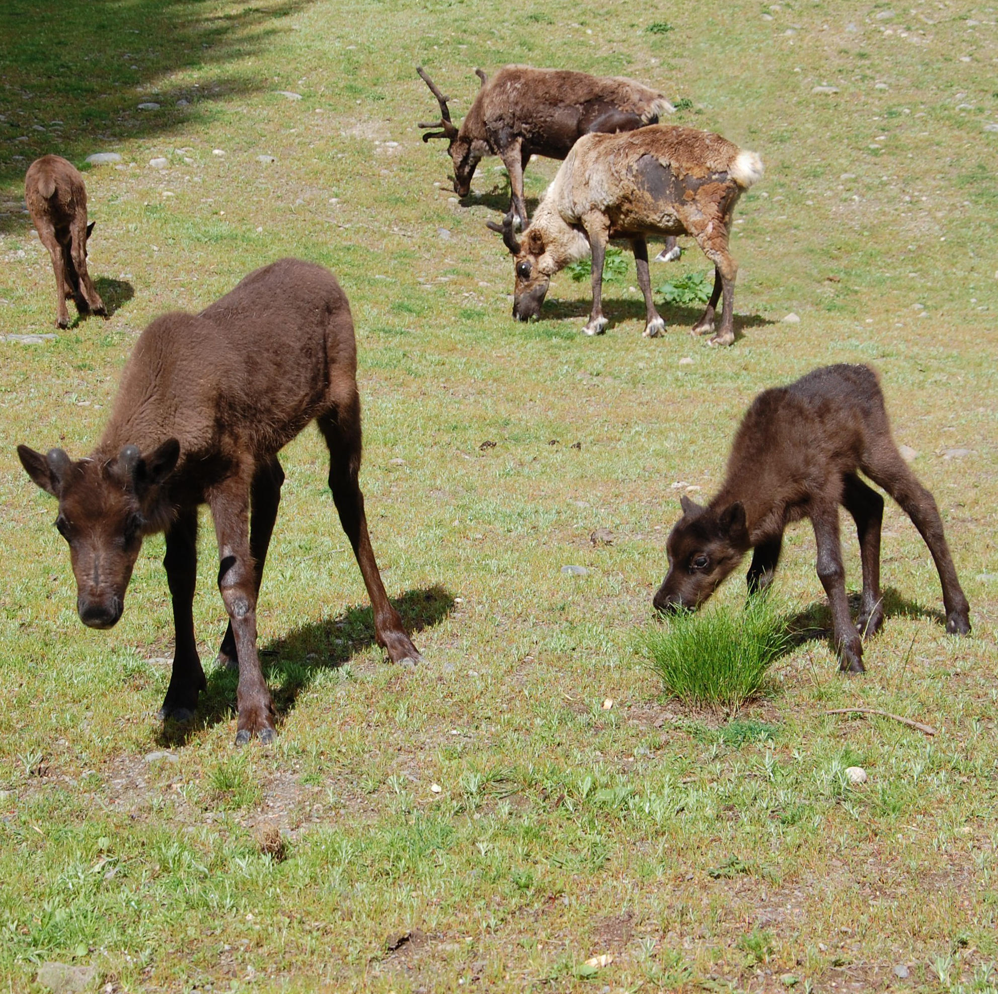 several reindeer with their young