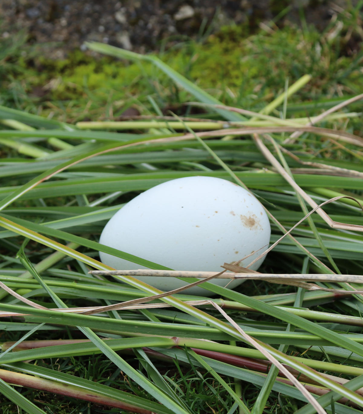 egg in grass