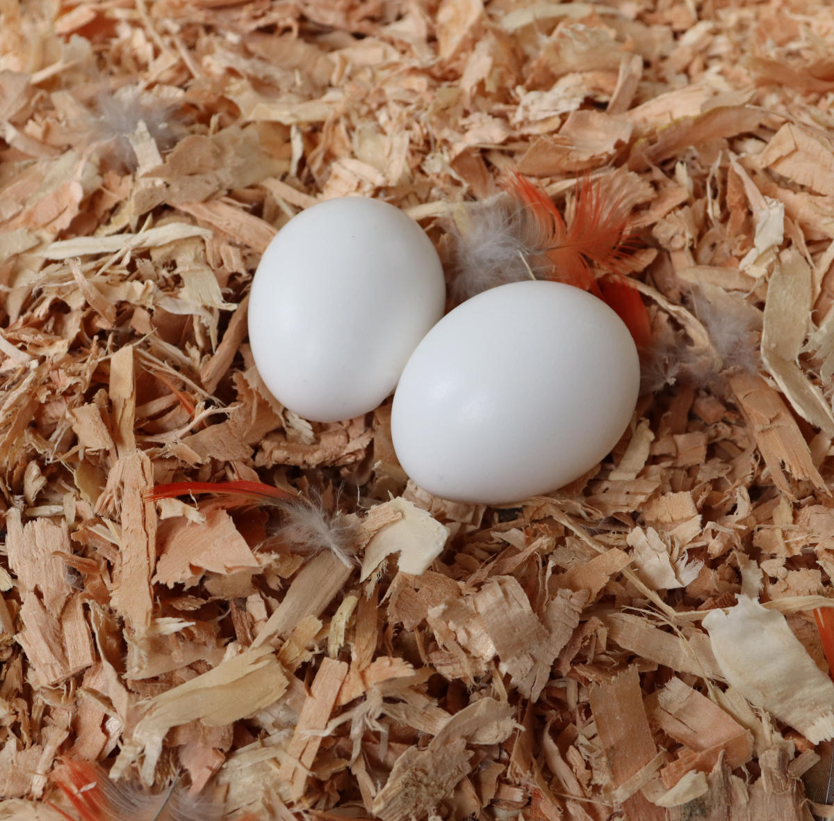 two eggs in wood chips