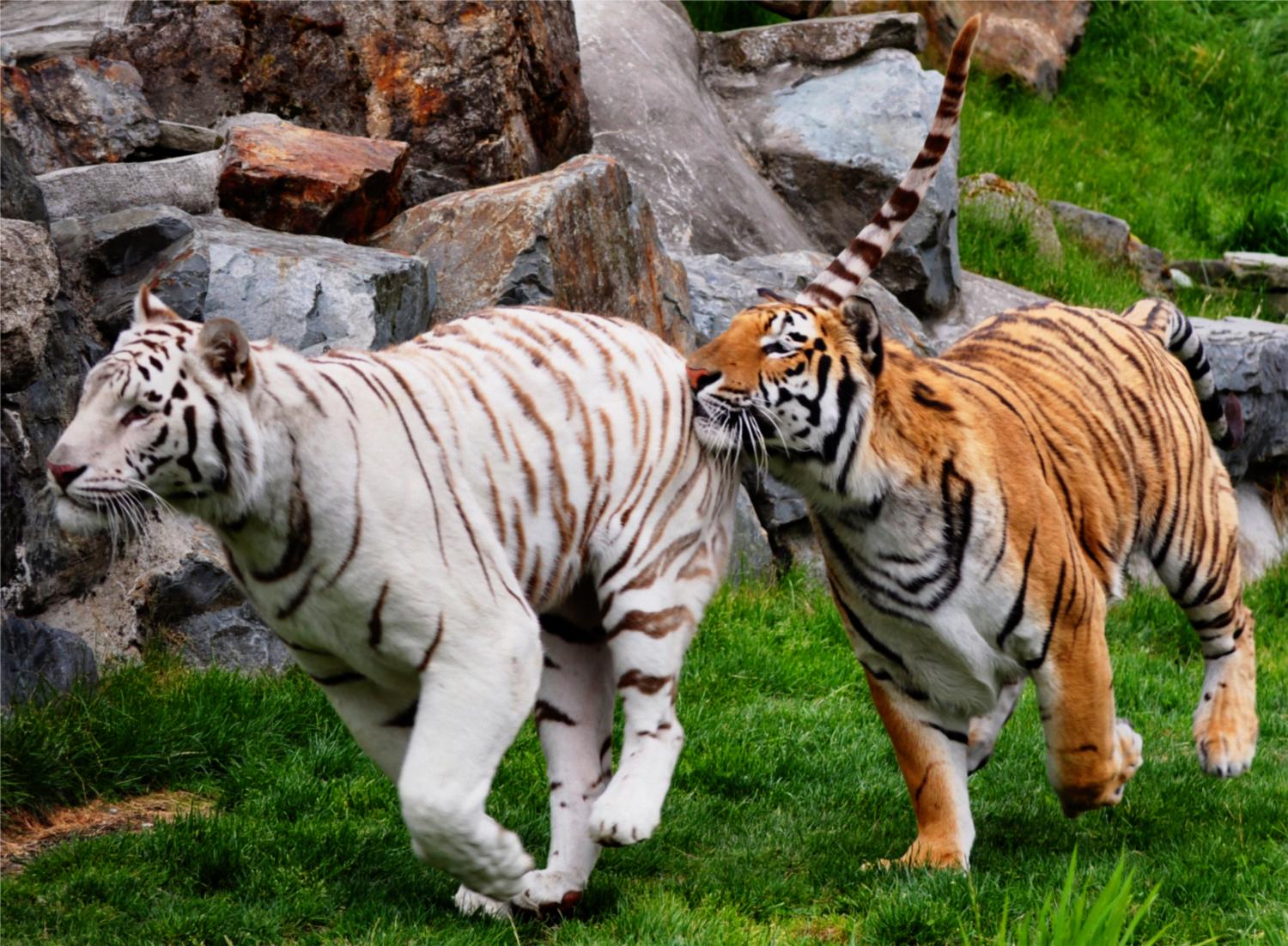 Bengal Tiger Cougar Mountain Zoo