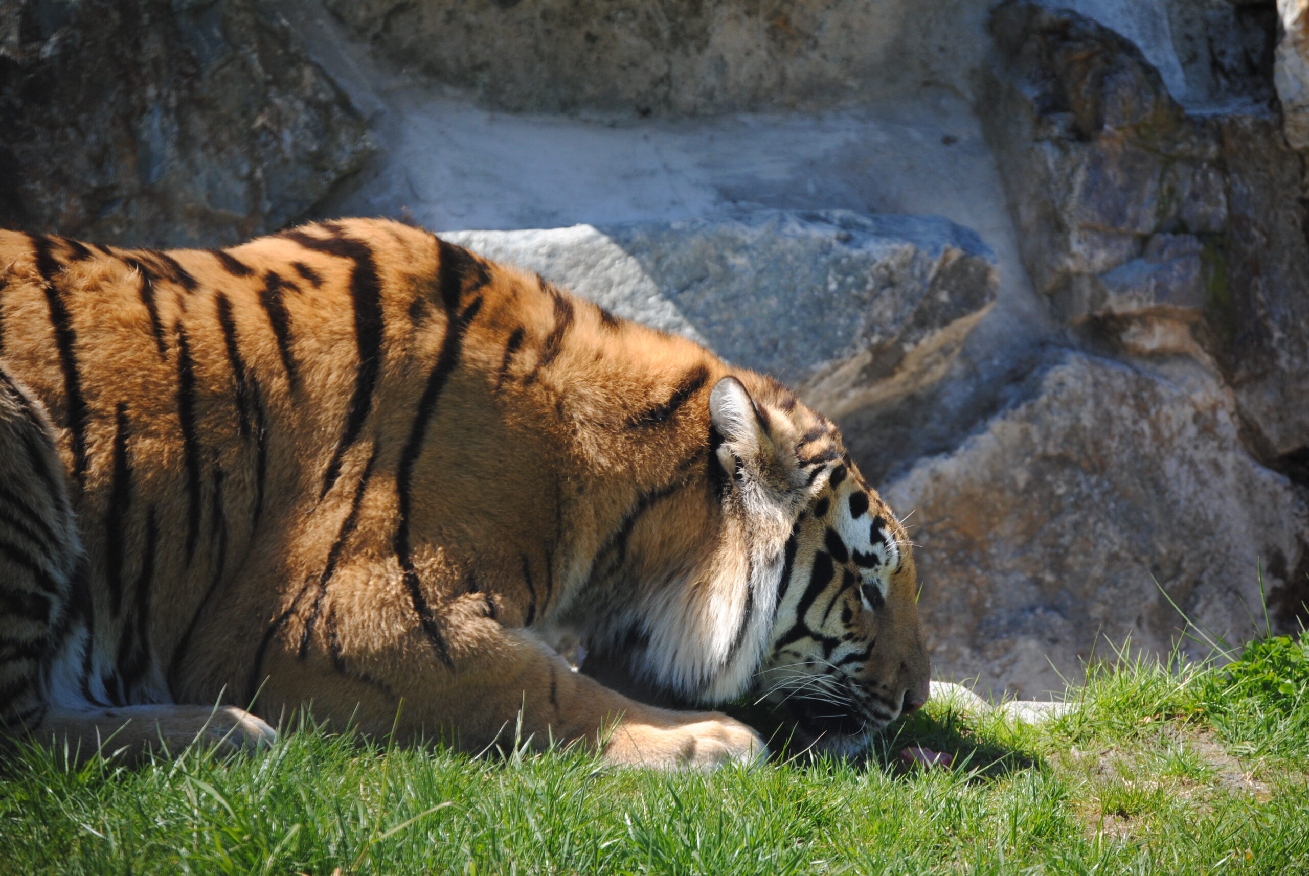 tiger crouching with muzzle to food