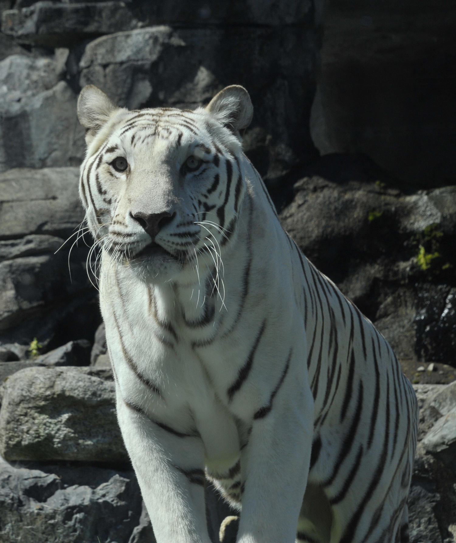 Bengali white tiger cubs get Siberian tiger mother 