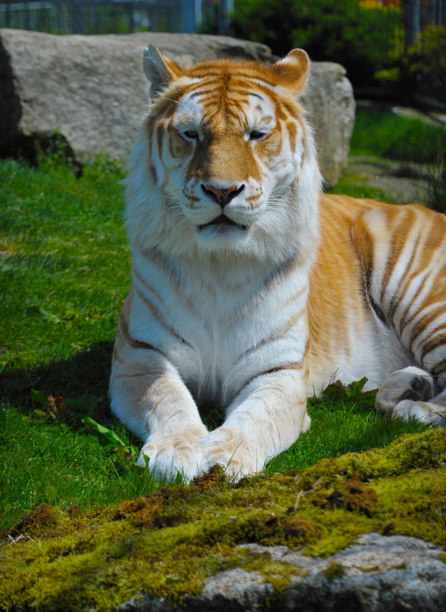 Bengal Tiger