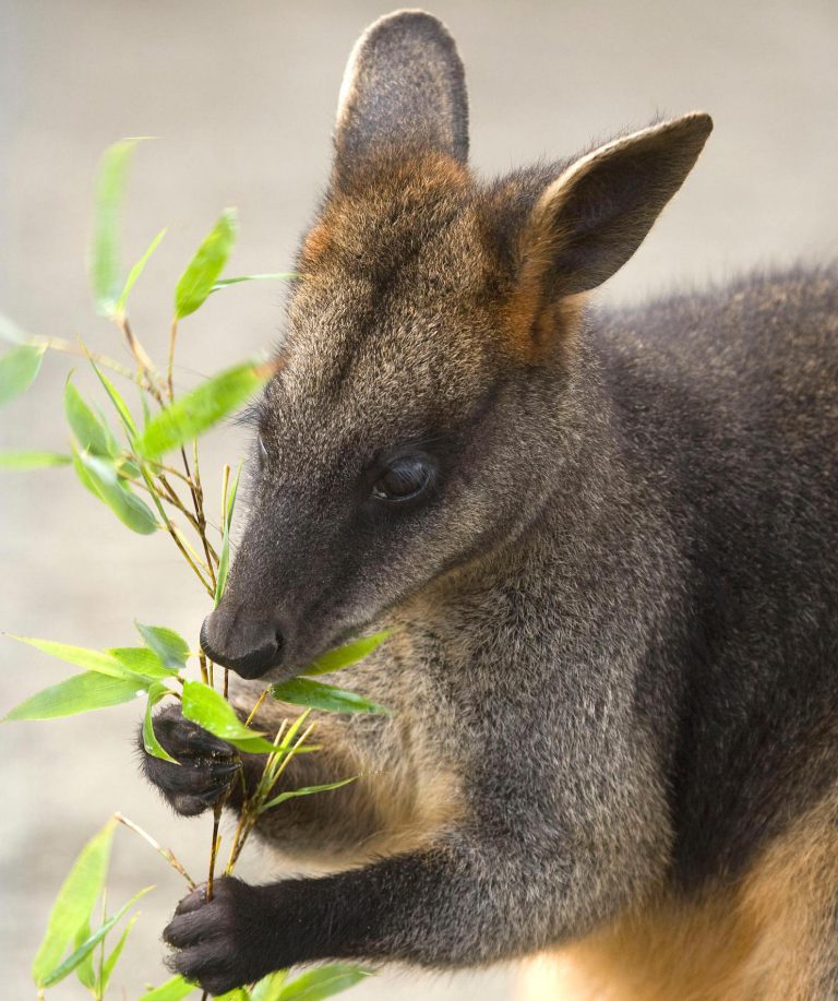 Swamp Wallaby Cougar Mountain Zoo