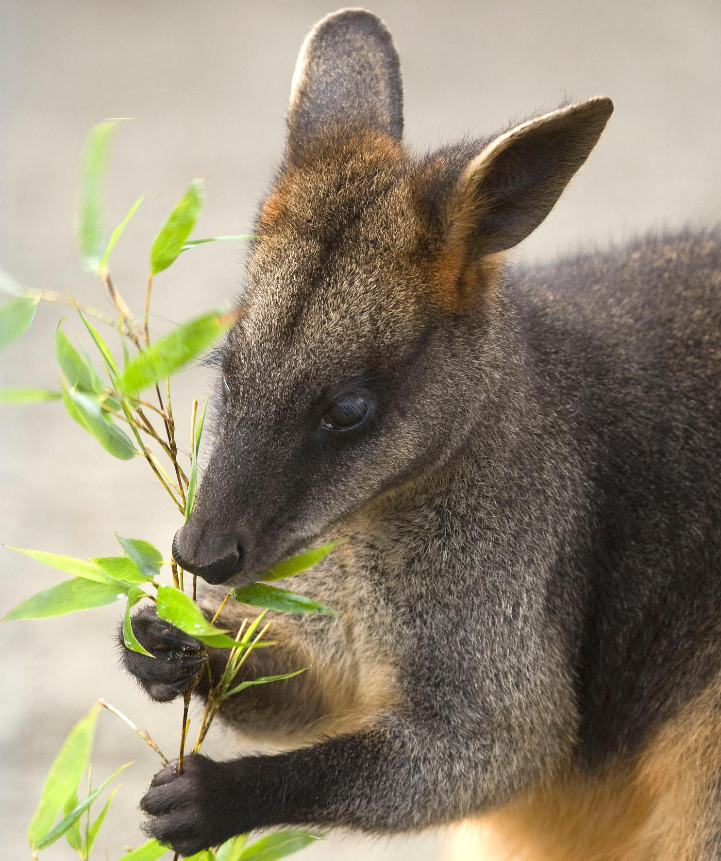 Swamp Wallaby