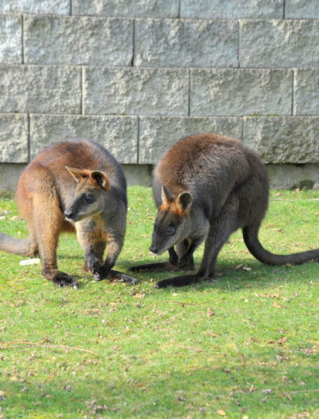 Two wallabies with their heads down