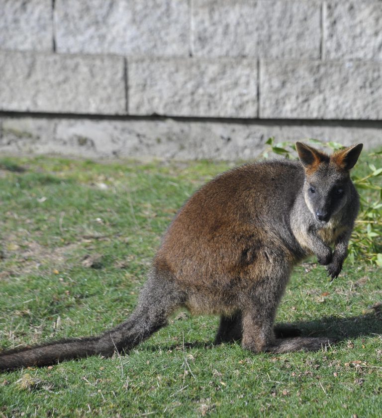 Swamp Wallaby Cougar Mountain Zoo