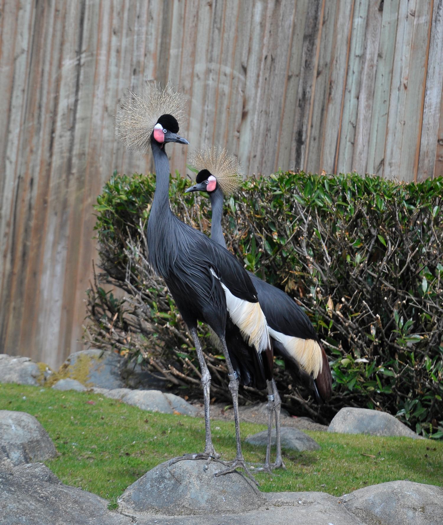 Black Crowned Crane