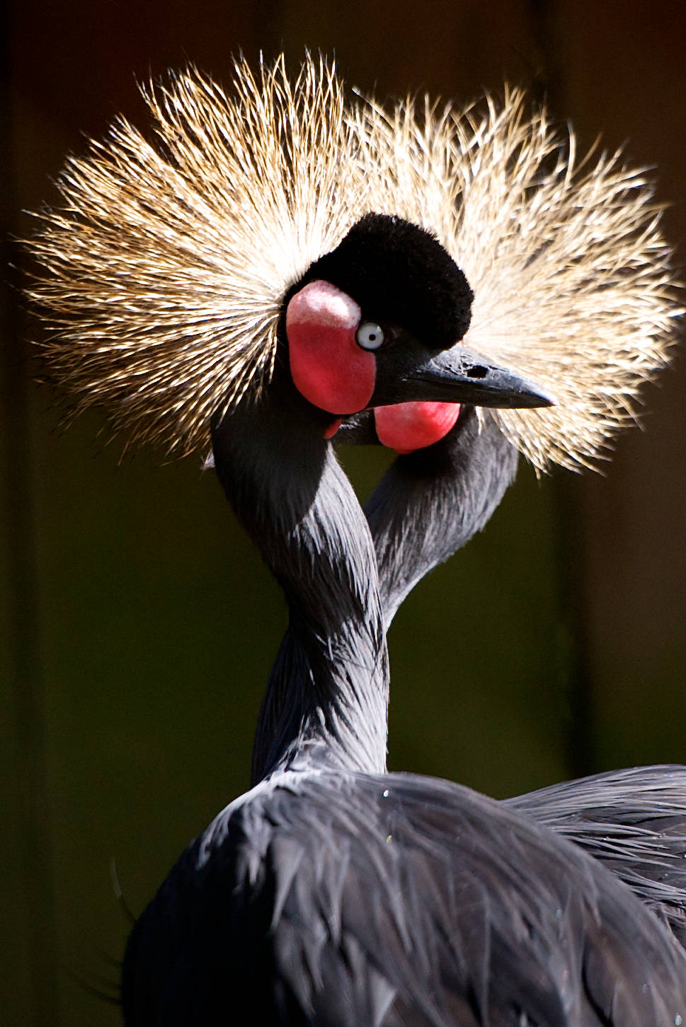 Two West African Crowned Cranes one in front f the other
