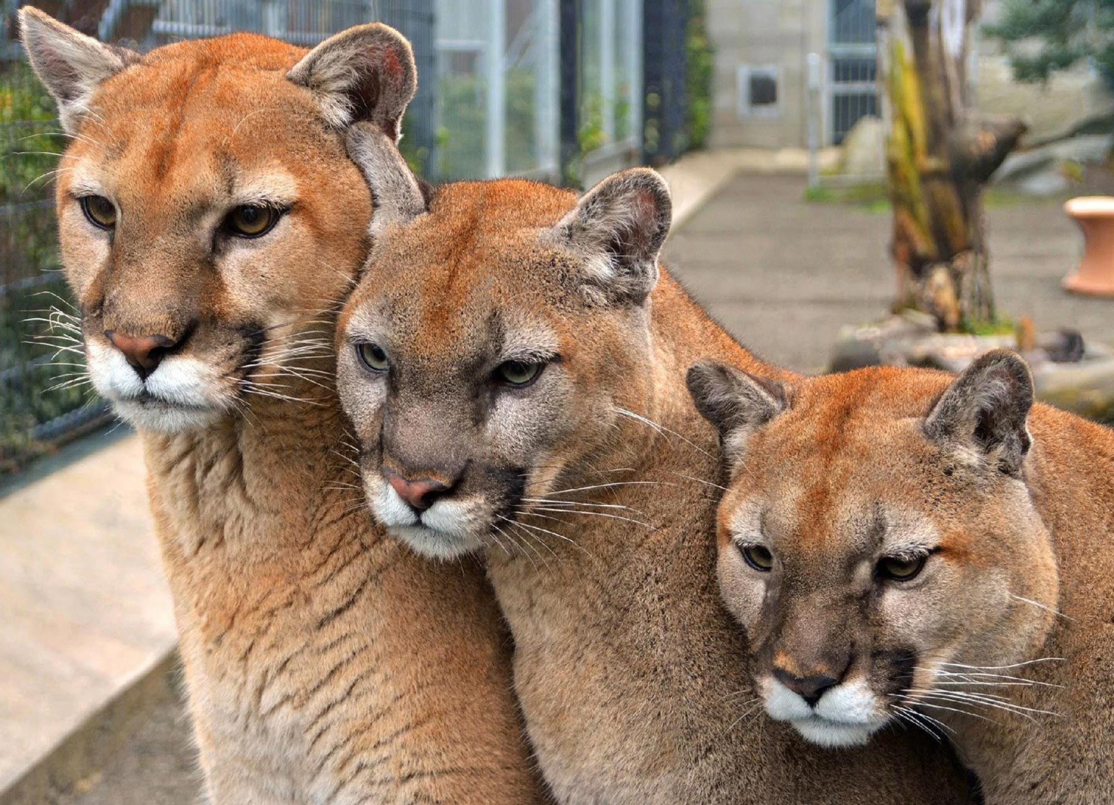 Cougar Mountain Zoo Three Cougars Header