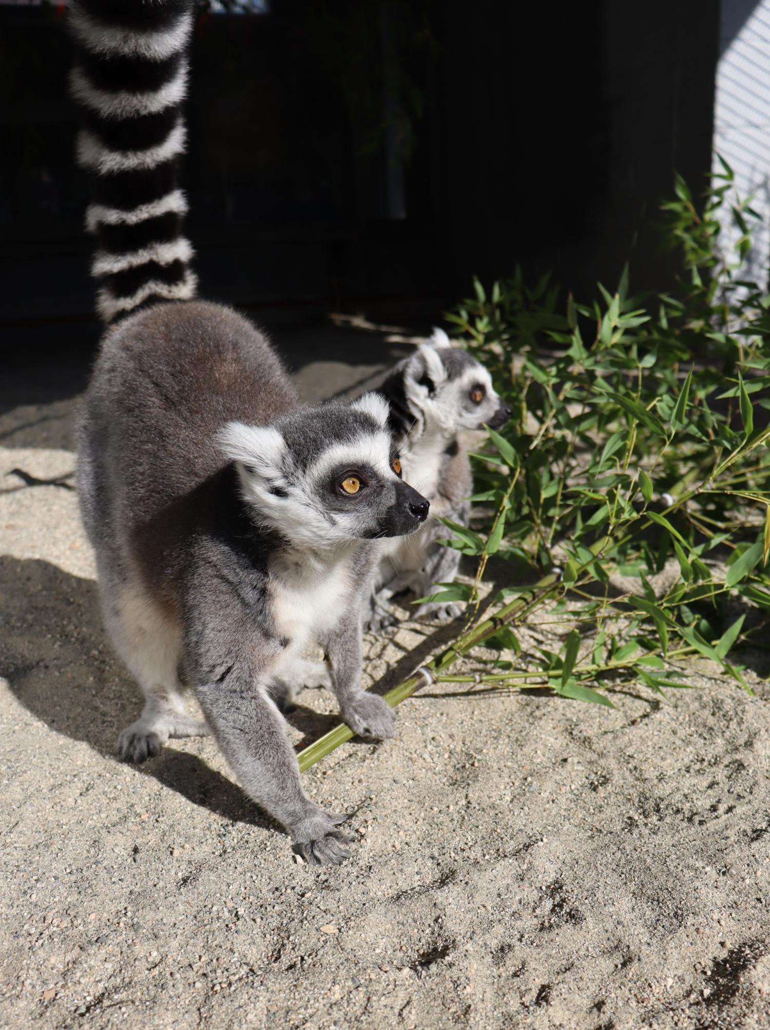 ring tailed lemur conservation