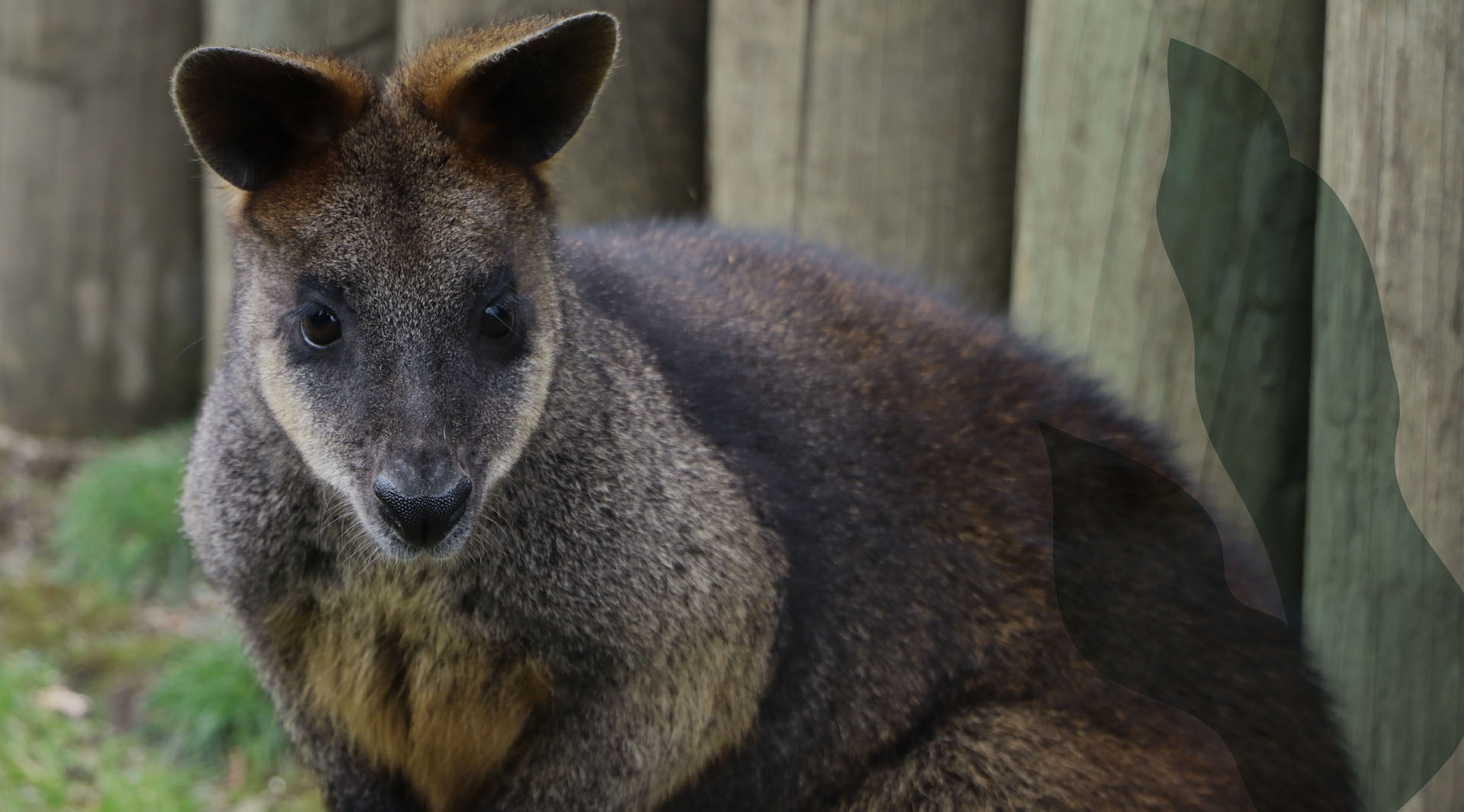 wallaby