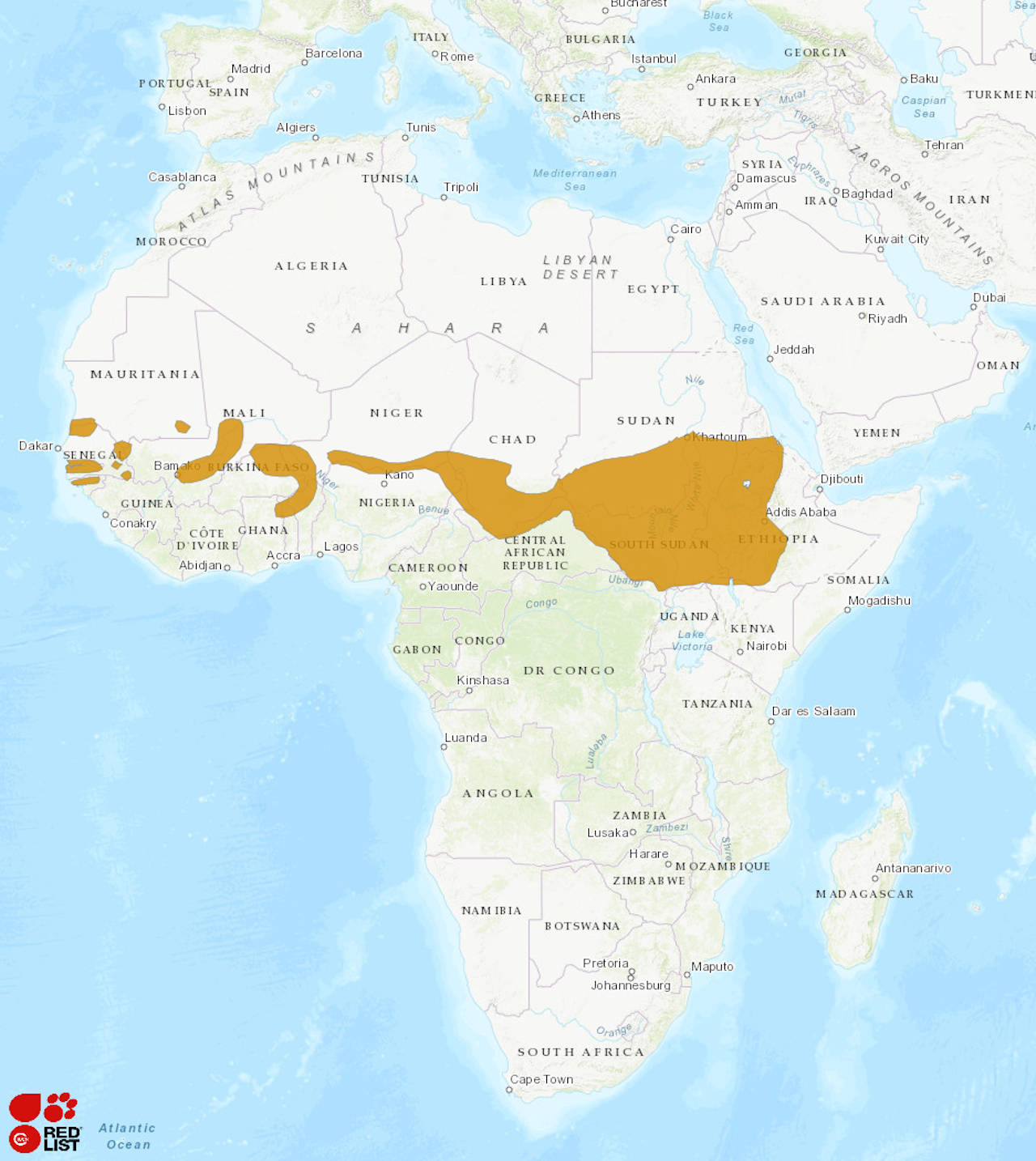 map of Africa with a large splash in the east, and a smattering of habitat towards the west