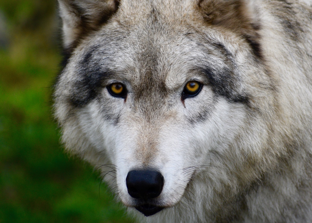 Close up on a wolf looking just left of the camera