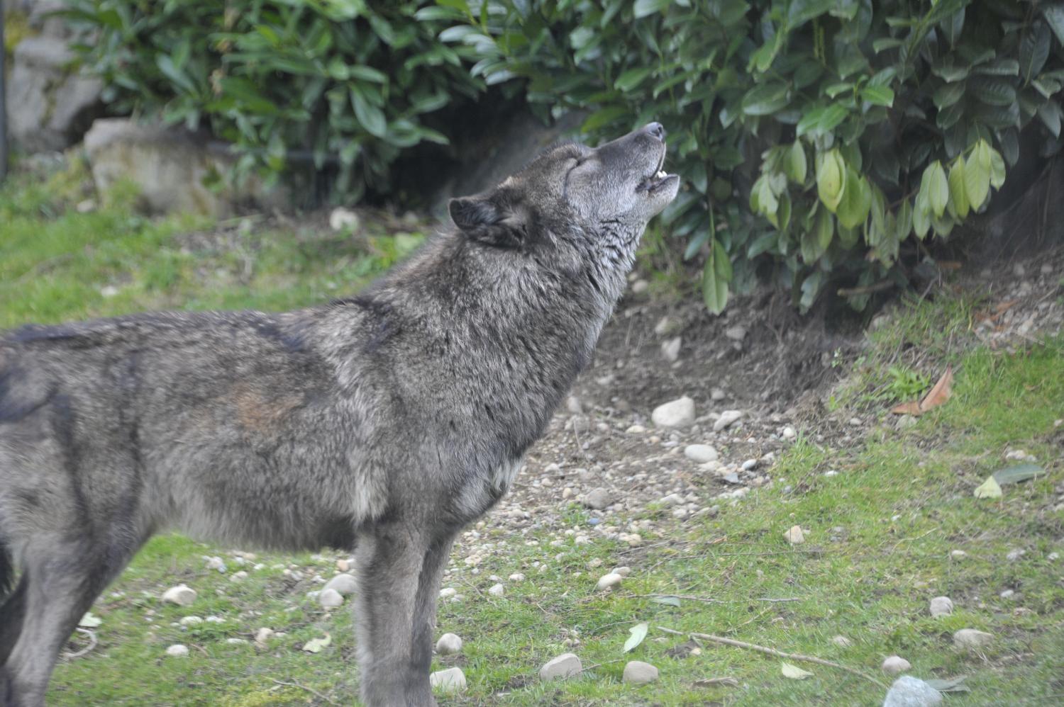 Gray Wolf Cougar Mountain Zoo