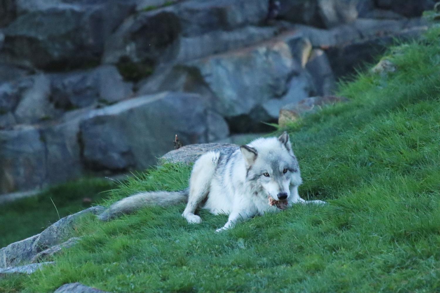 Gray Wolf - Cougar Mountain Zoo