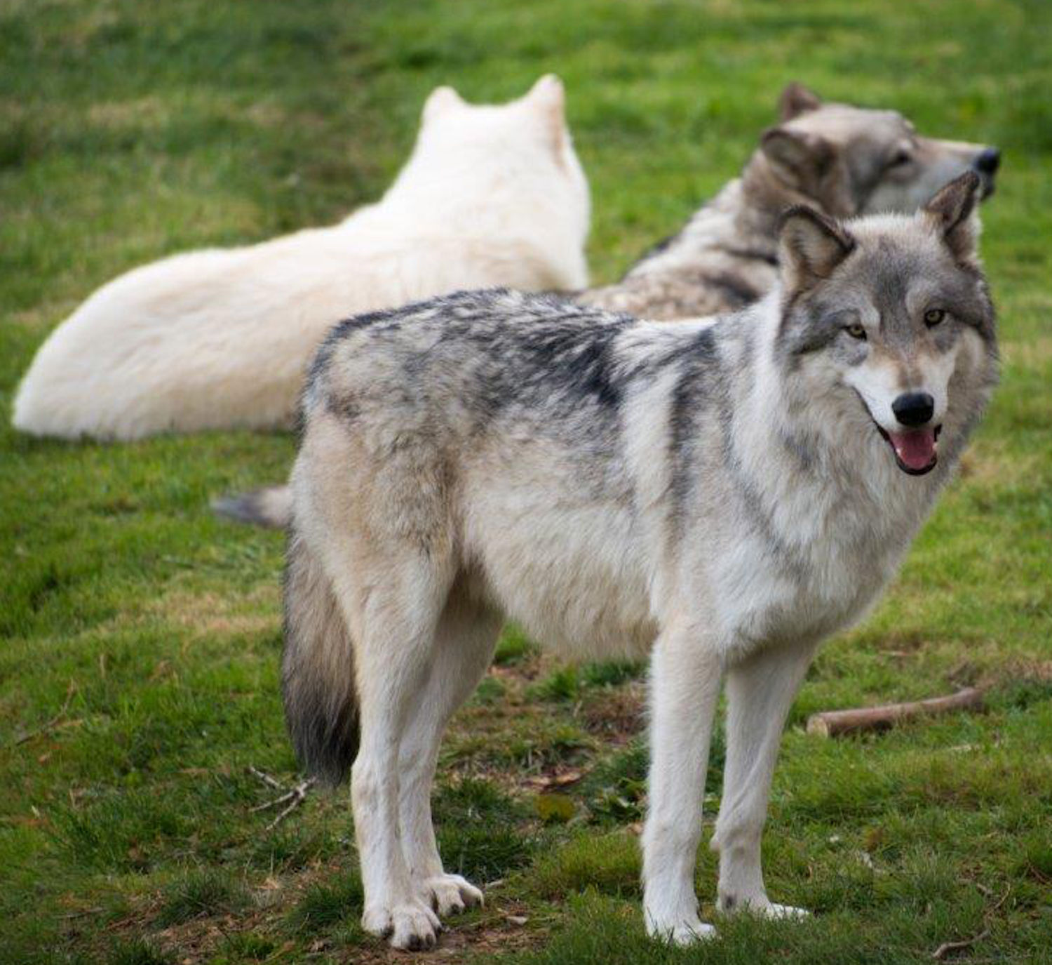 two wolves in profile standing front of prostrate albino wolf