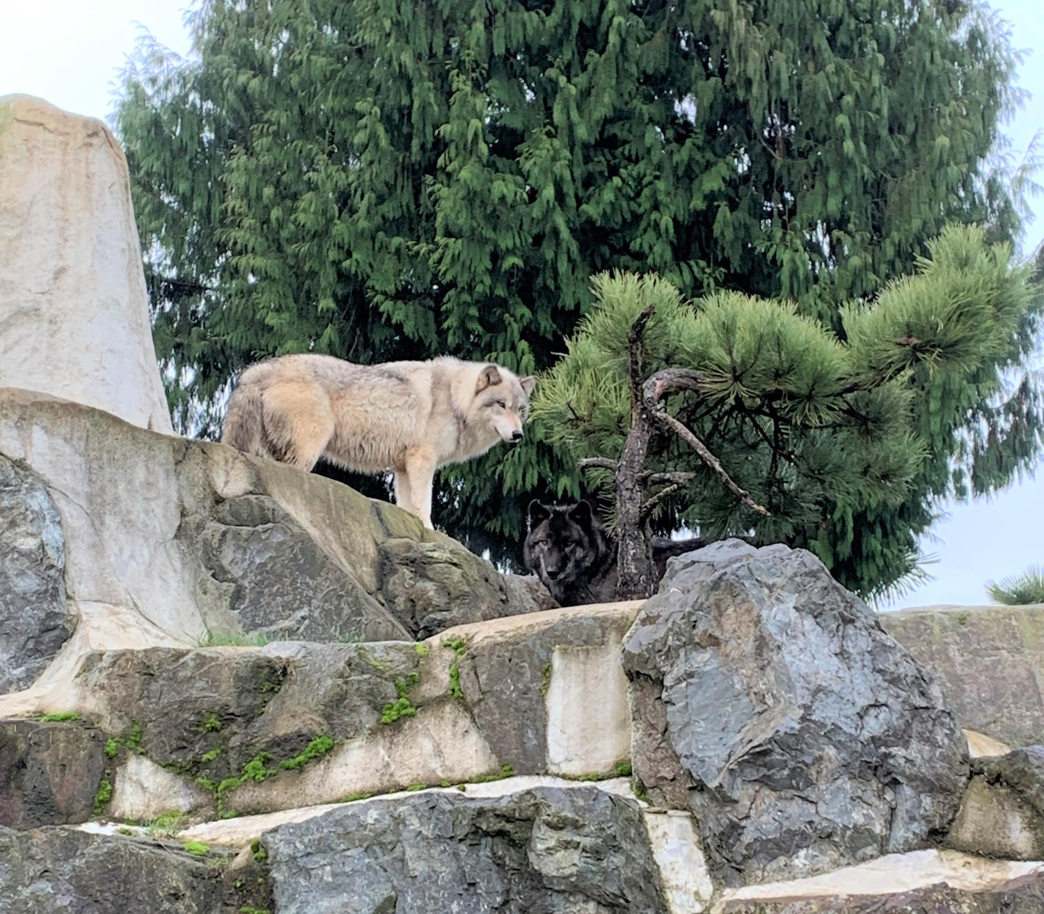 browinsh wolf looking down from top of rocks