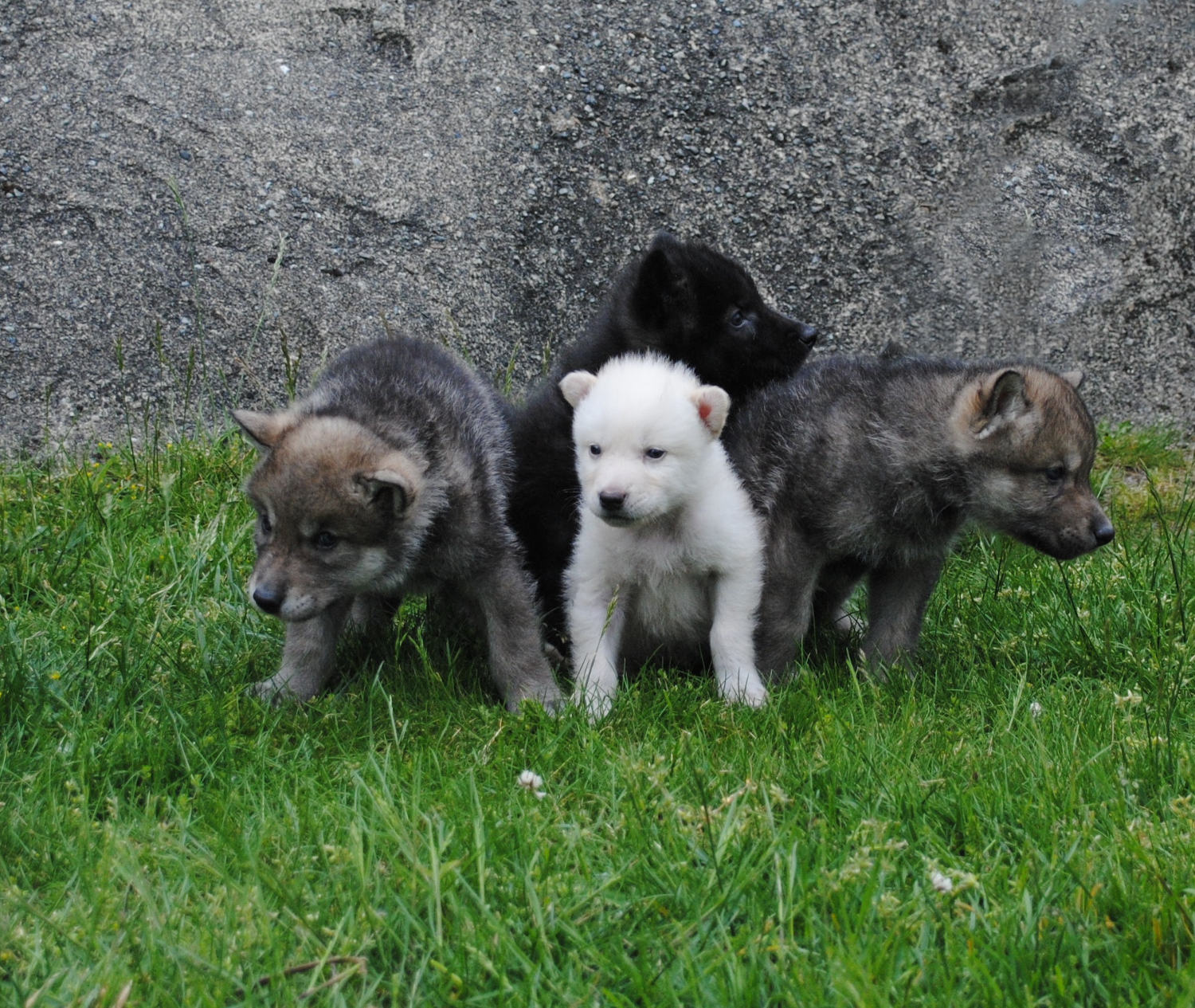 wolf cubs in front of grey rock