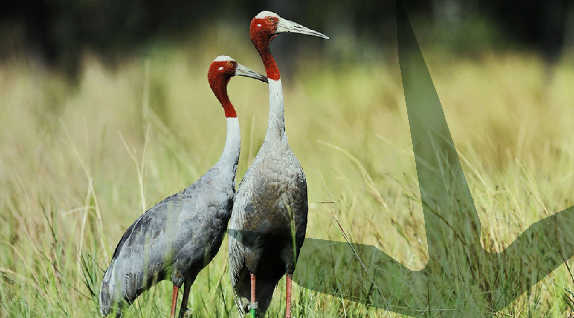 Saurus Cranes