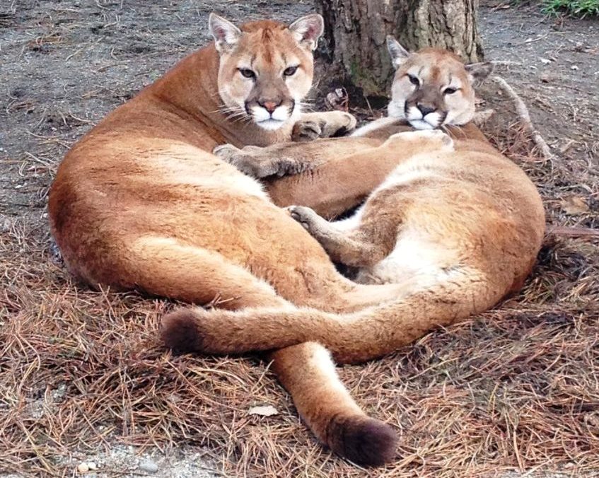 cougars lying down together