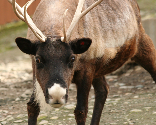 reindeer looking into the camera